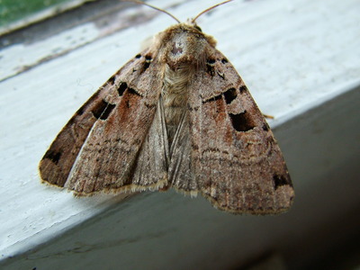 Triple-spotted Clay